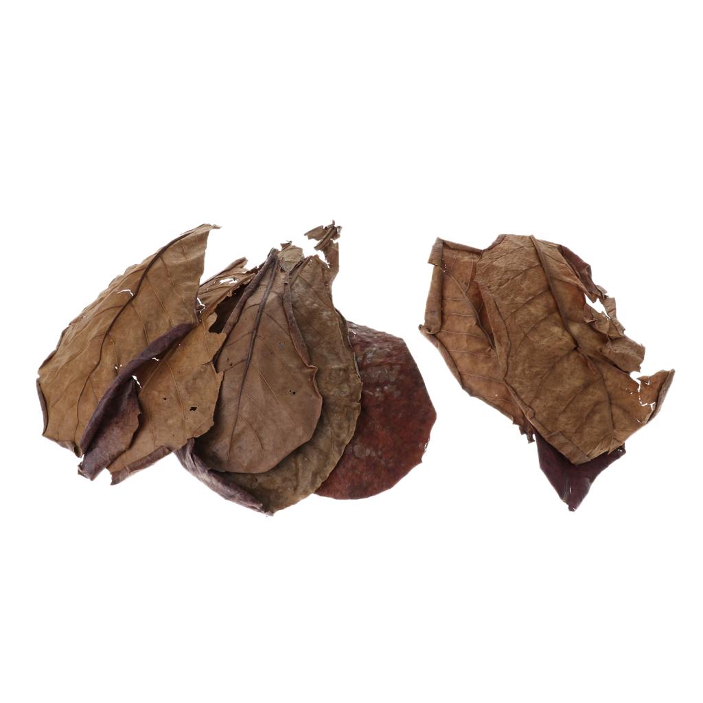 Aquarium Fish Betta - Aditivo Beneficioso para Filtro de Acuario,