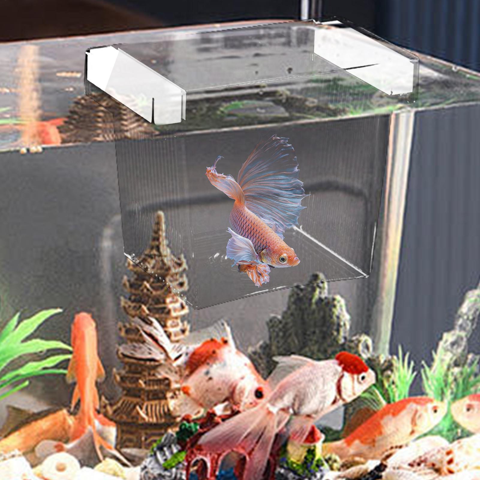 Caja de Aislamiento Flotante p - Aquarium Fish Betta reseña y precio