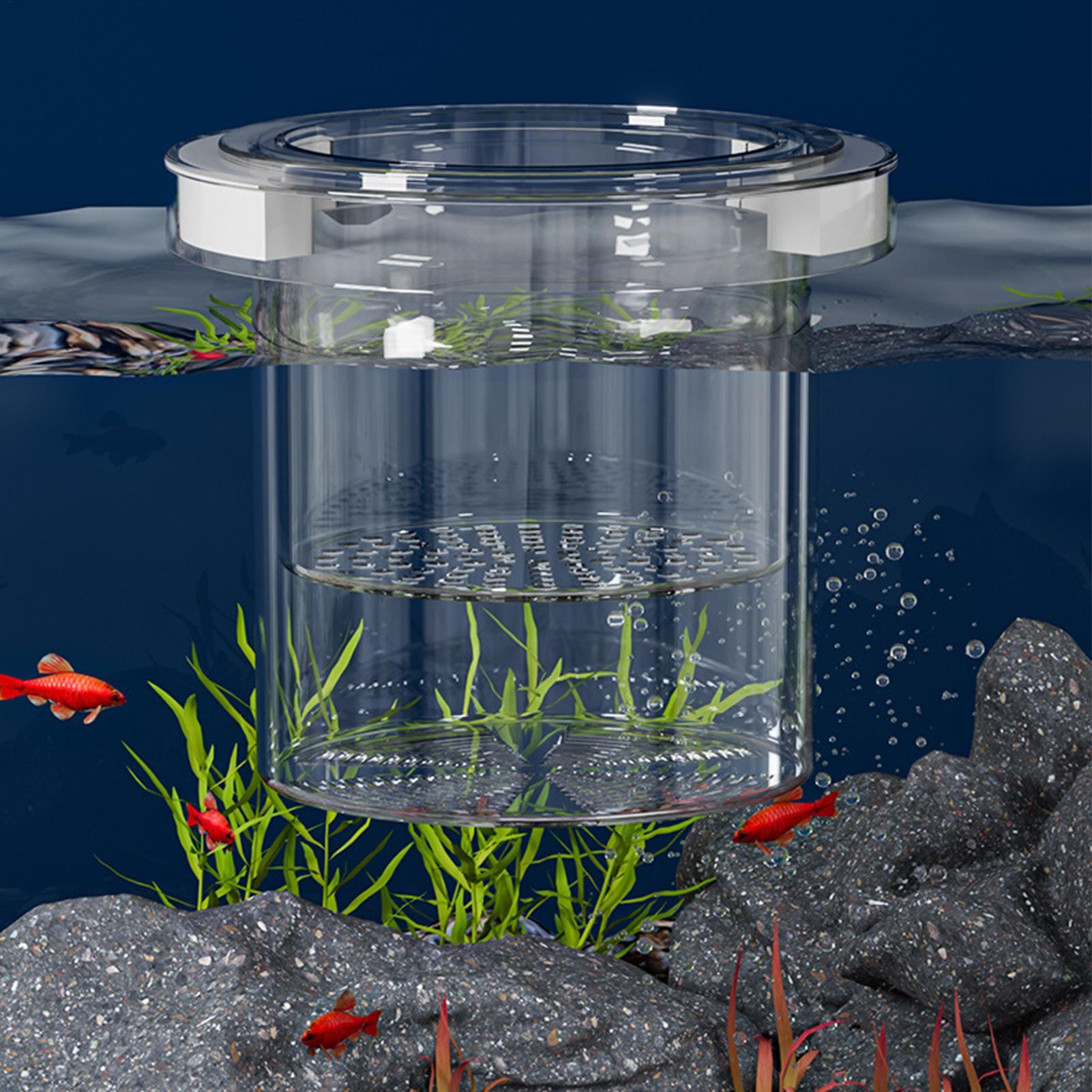 Caja de Aislamiento Flotante p - Aquarium Fish Betta reseña y precio