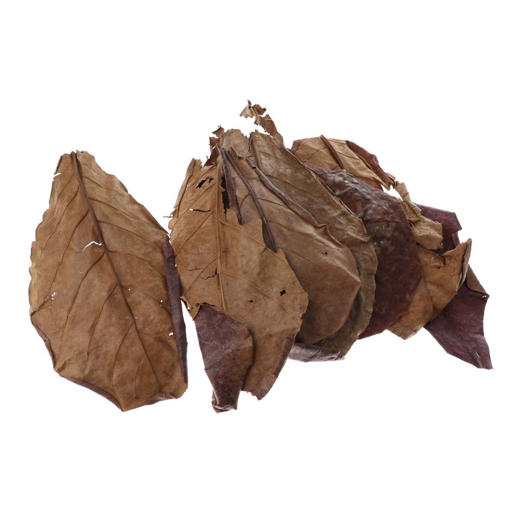 Hojas de Almendra India Marron - Aquarium Fish Betta reseña y precio