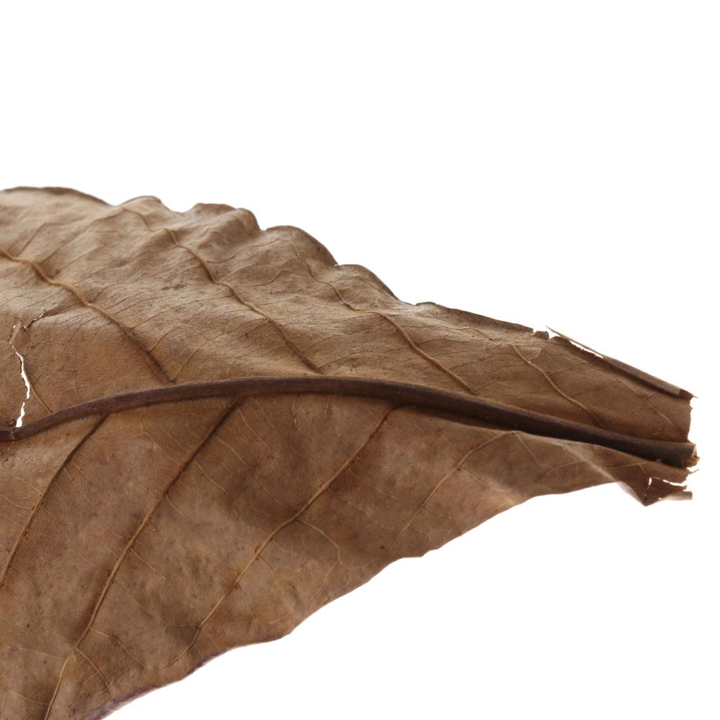 Hojas de Almendra India Marron - Aquarium Fish Betta reseña y precio