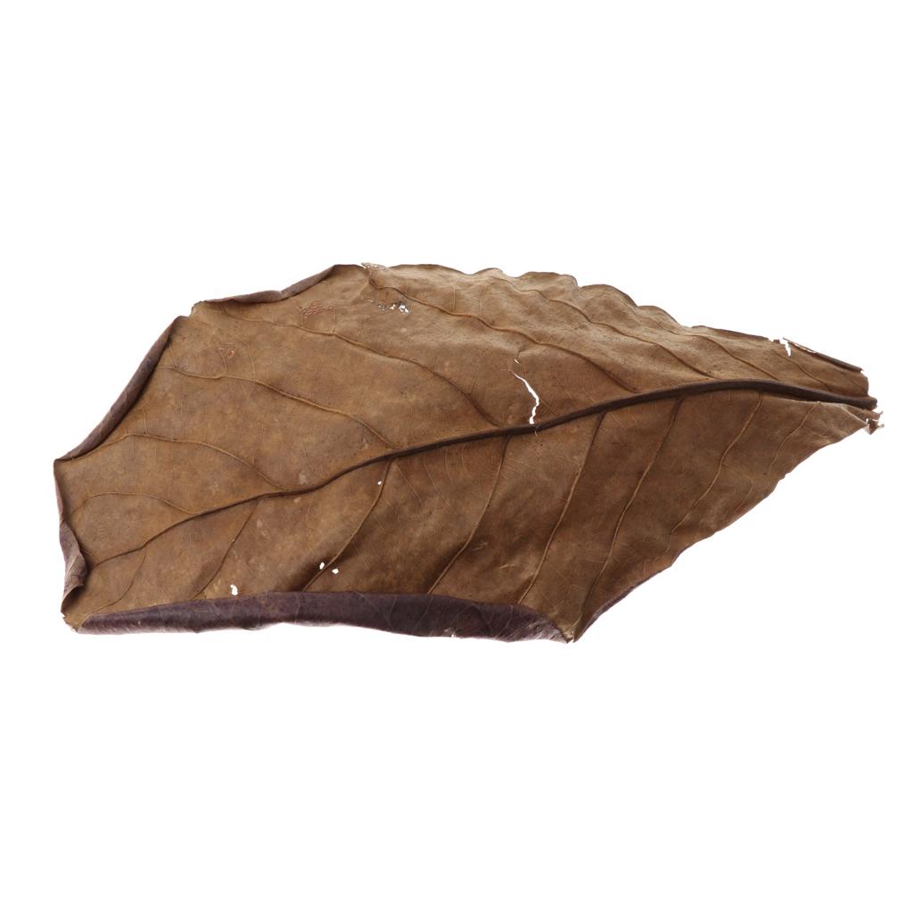 Hojas de Almendra India Marron - Aquarium Fish Betta reseña y precio