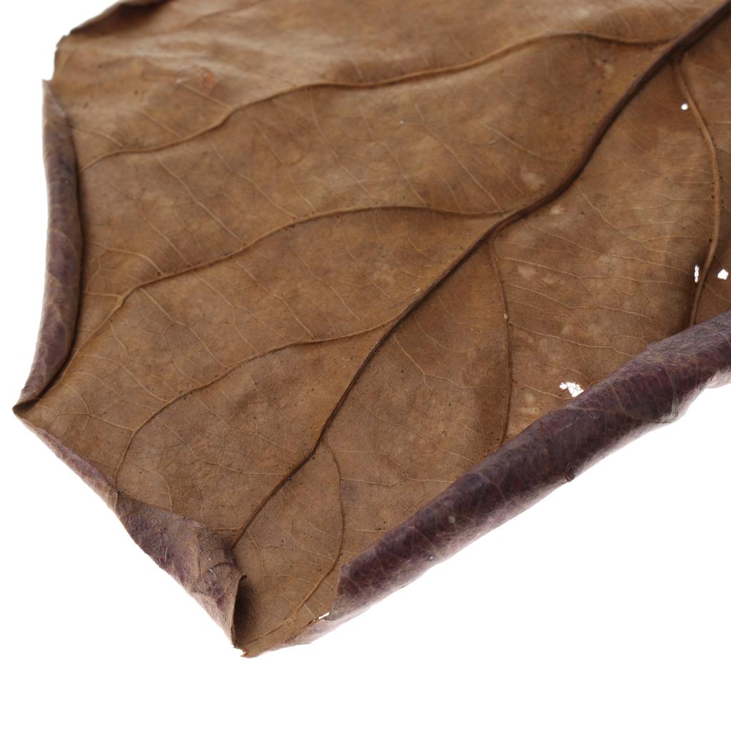 Hojas de Almendra India Marron - Aquarium Fish Betta reseña y precio