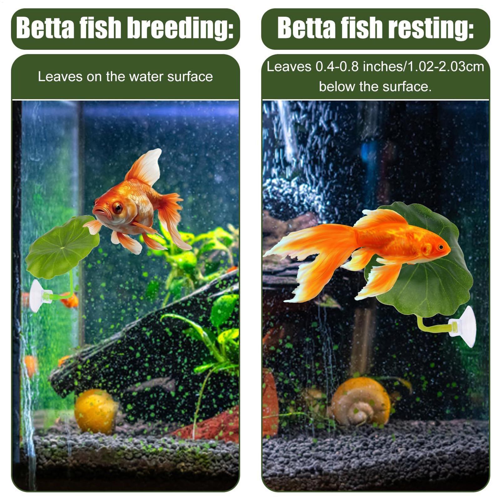 Hamaca de pescado Betta, 5 pie - Aquarium Fish Betta reseña y precio