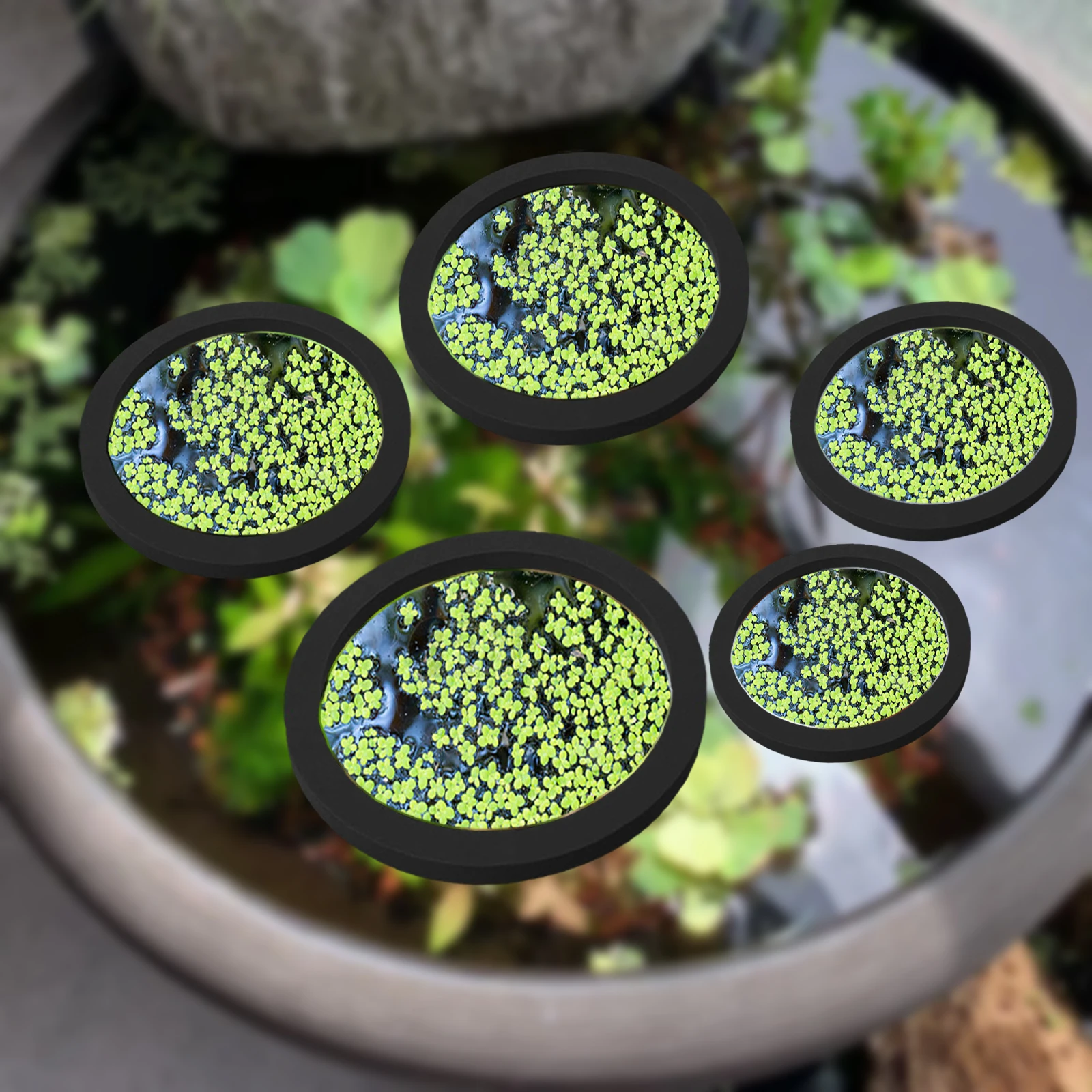 5 uds EVA anillo de alimentaci - Aquarium Fish House reseña y precio