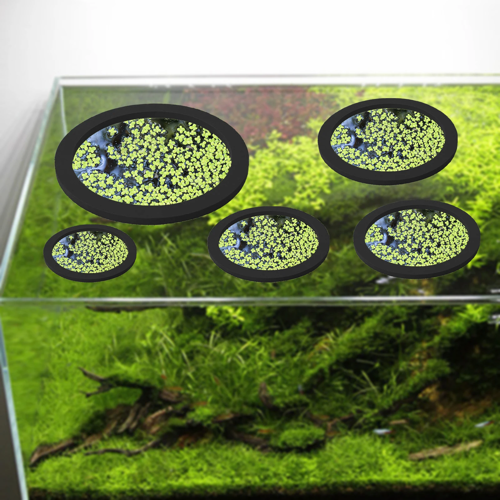 5 uds EVA anillo de alimentaci - Aquarium Fish House reseña y precio