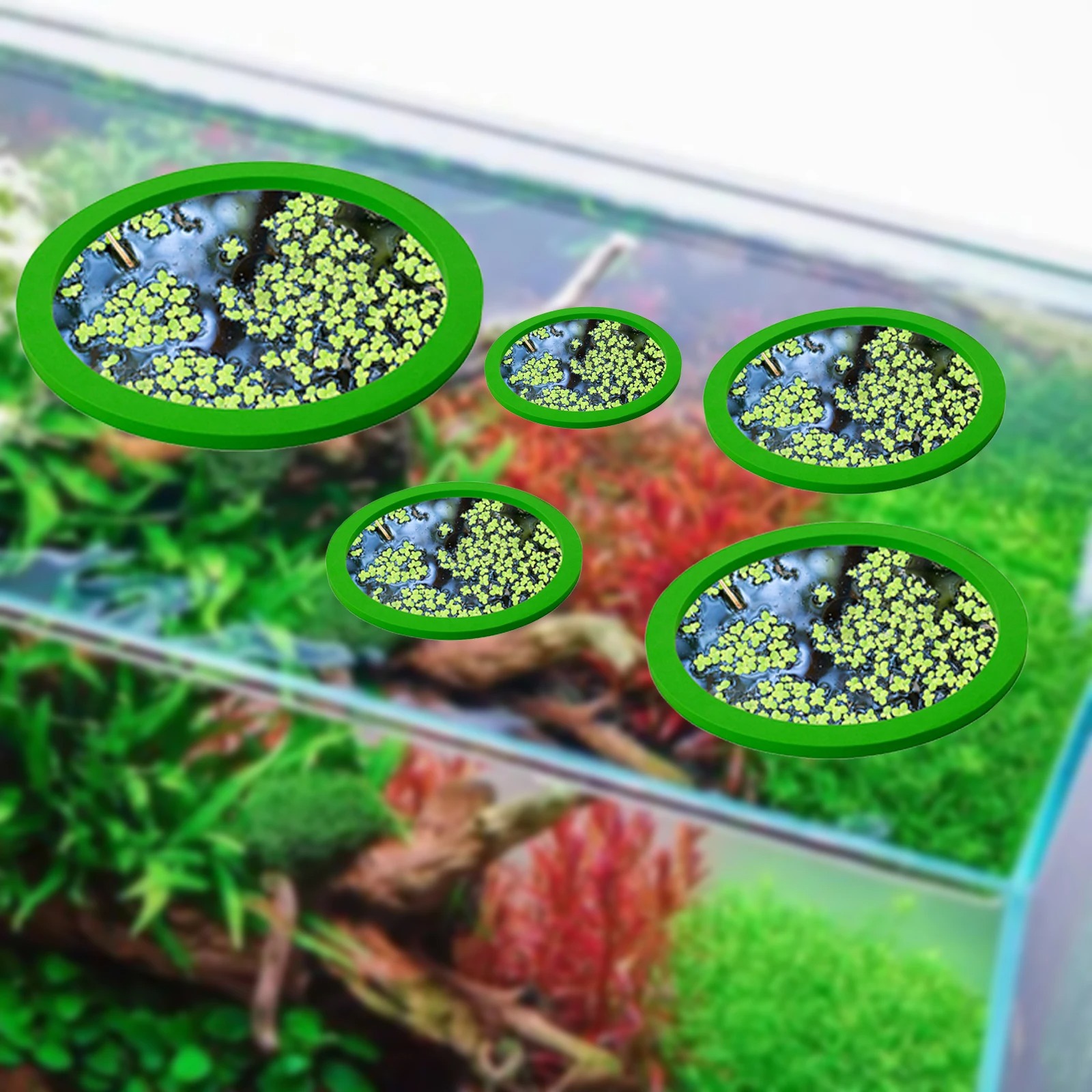 5 uds EVA anillo de alimentaci - Aquarium Fish House reseña y precio